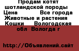 Продам котят шотландской породы › Цена ­ 2 000 - Все города Животные и растения » Кошки   . Вологодская обл.,Вологда г.